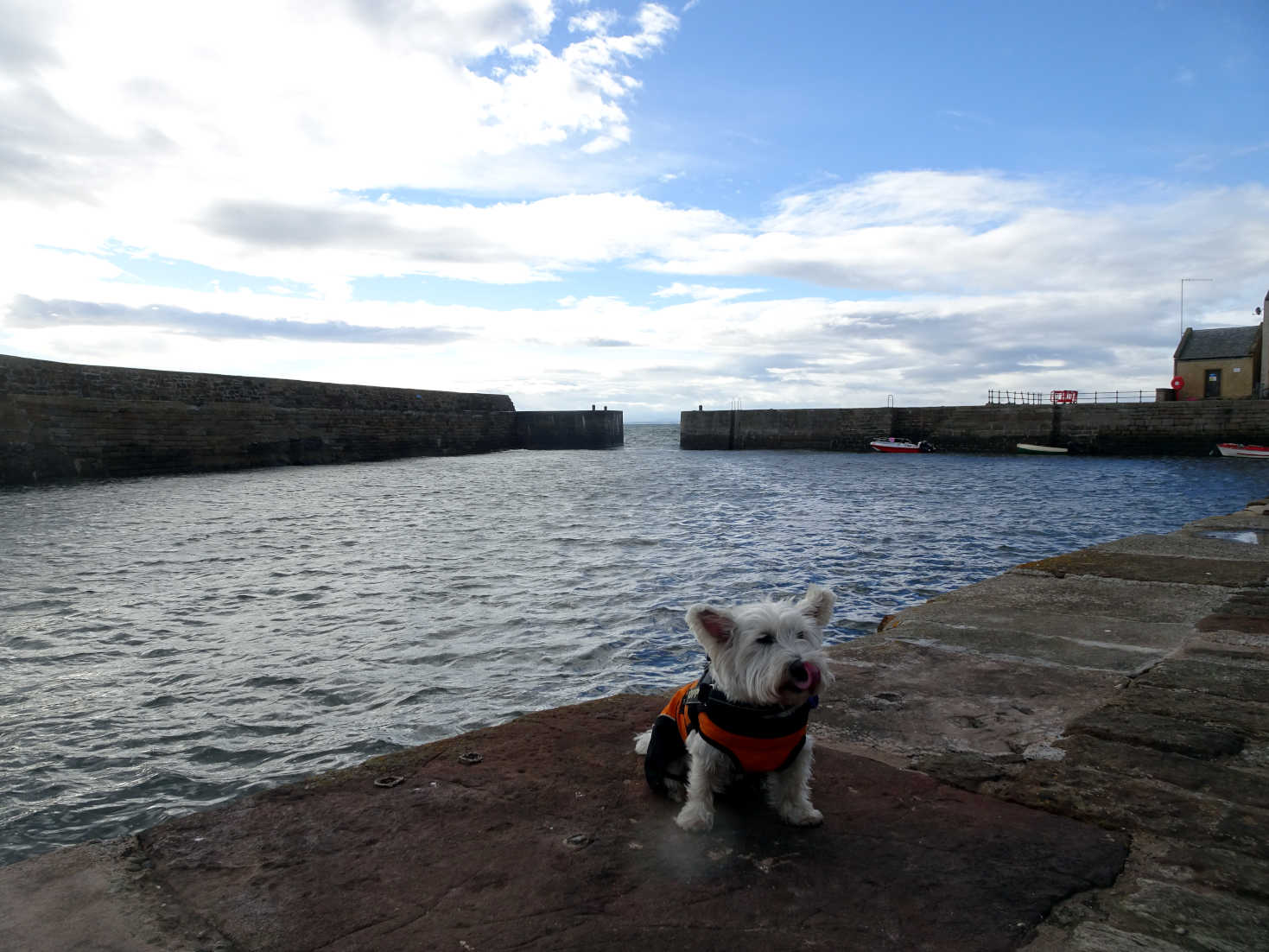 poppy the westie at cellardyke harbour