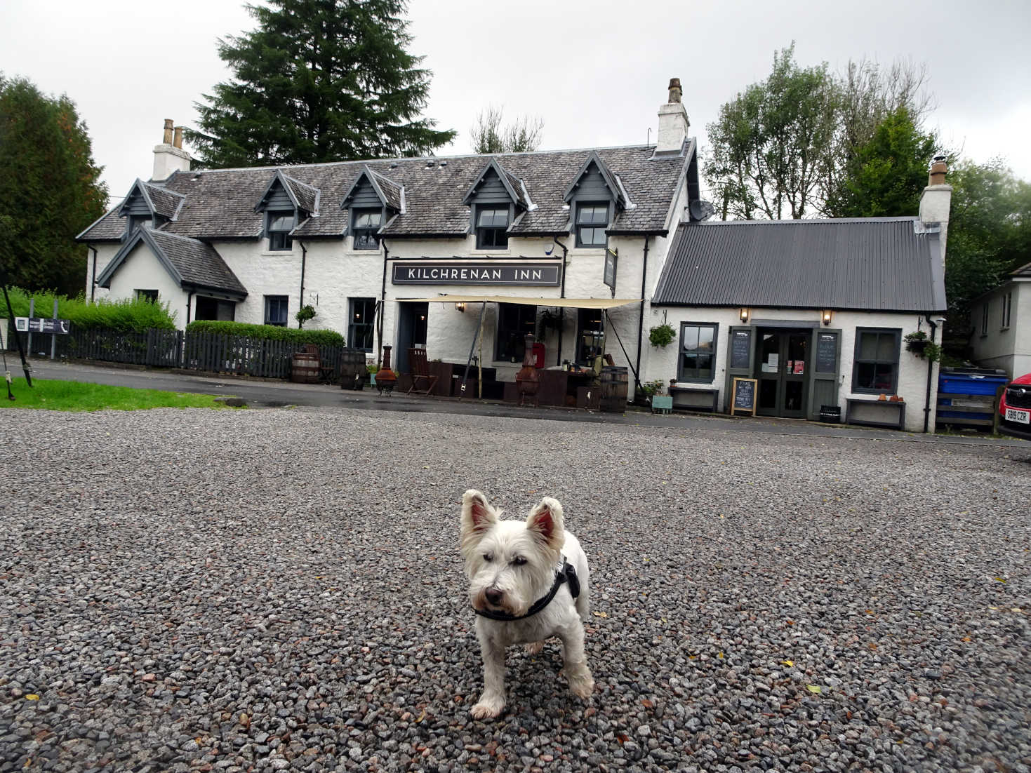 poppy the westie at the kilchrenan inn