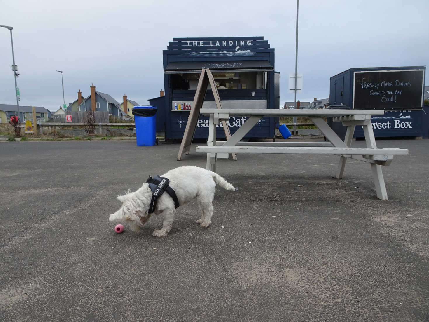 poppy the westie at the landing beadnell bay