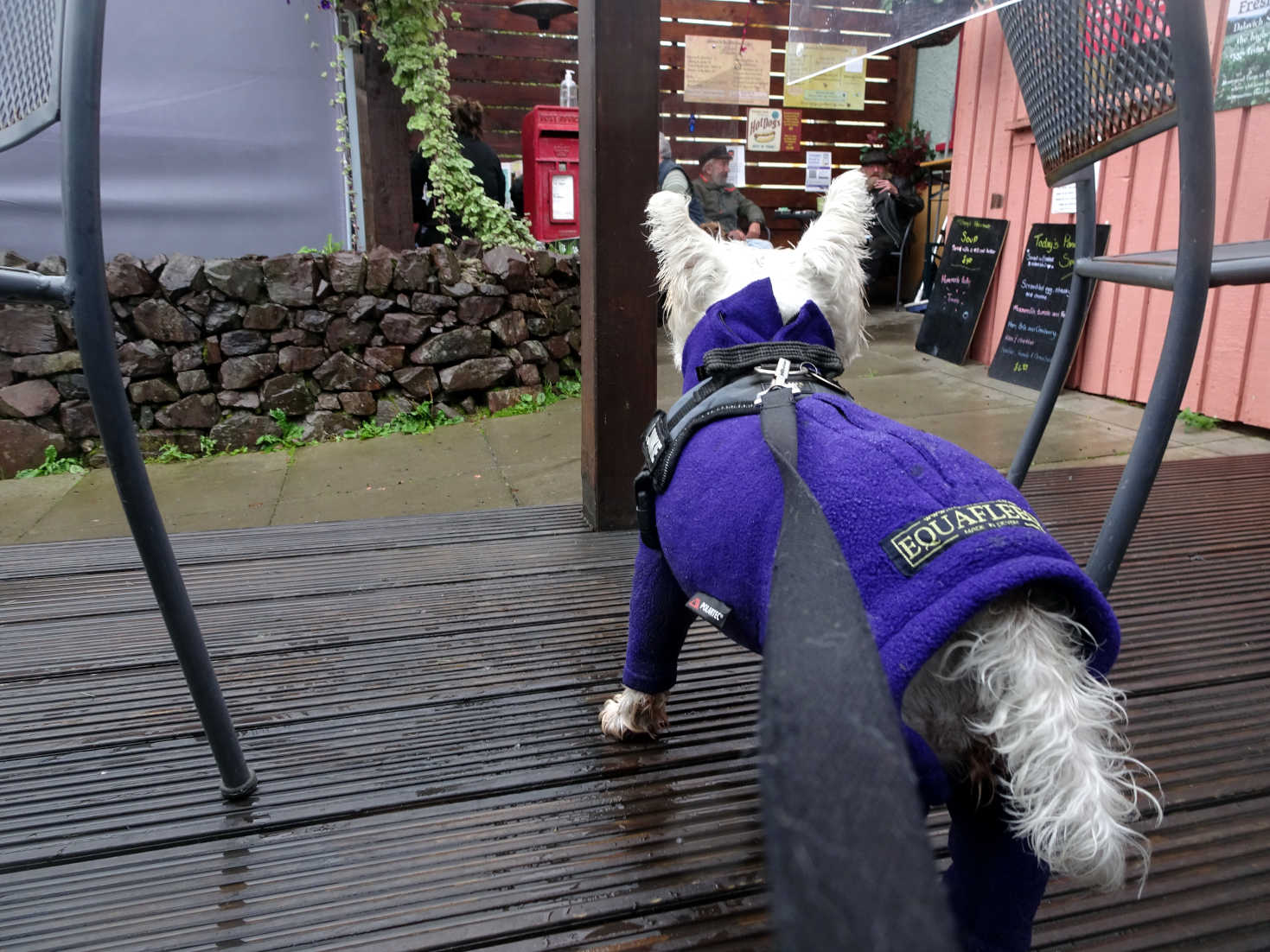 poppy the westie at the wild rowan cafe dalavich