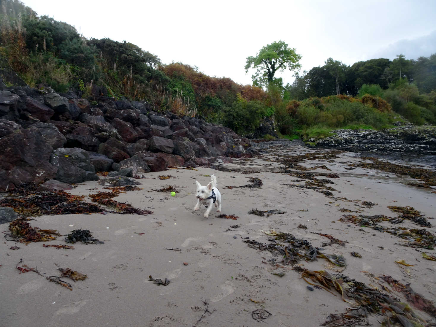 poppy the westie at wee ganavan beach oban