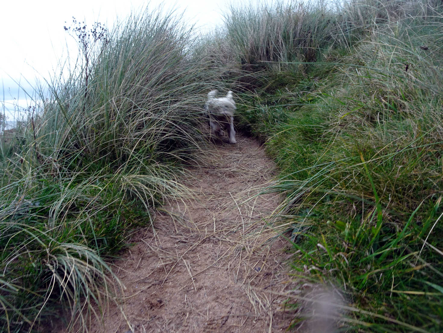 poppy the westie bashes through the dunes