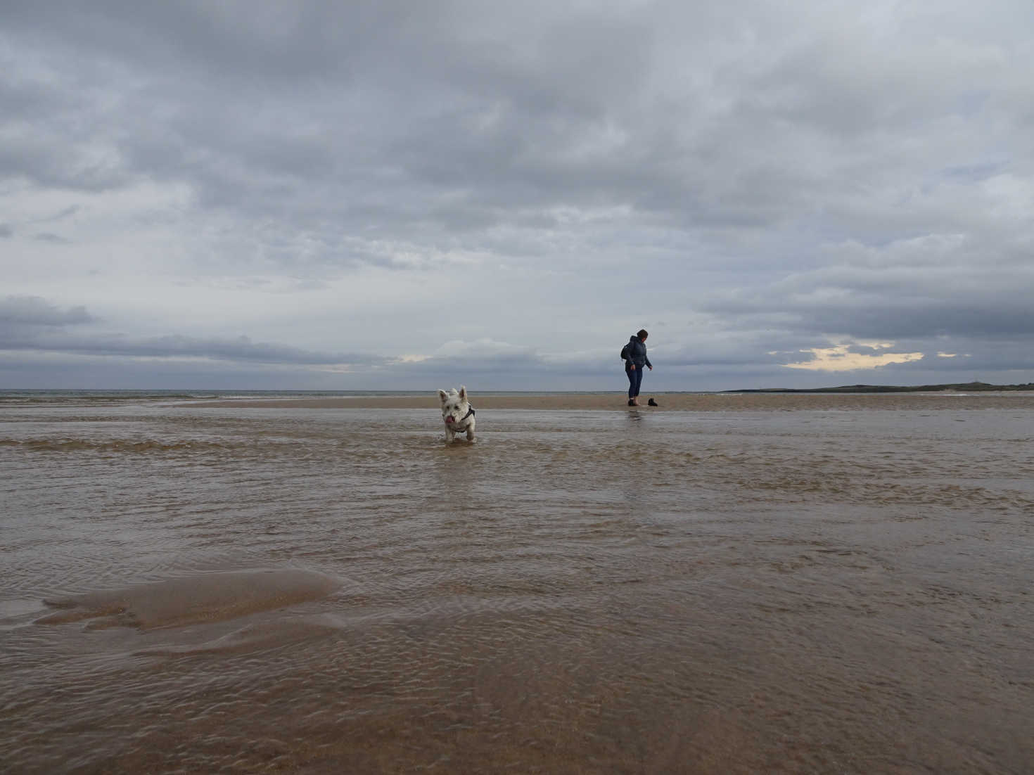 poppy the westie crosses the Brunton Burn at Beadnell