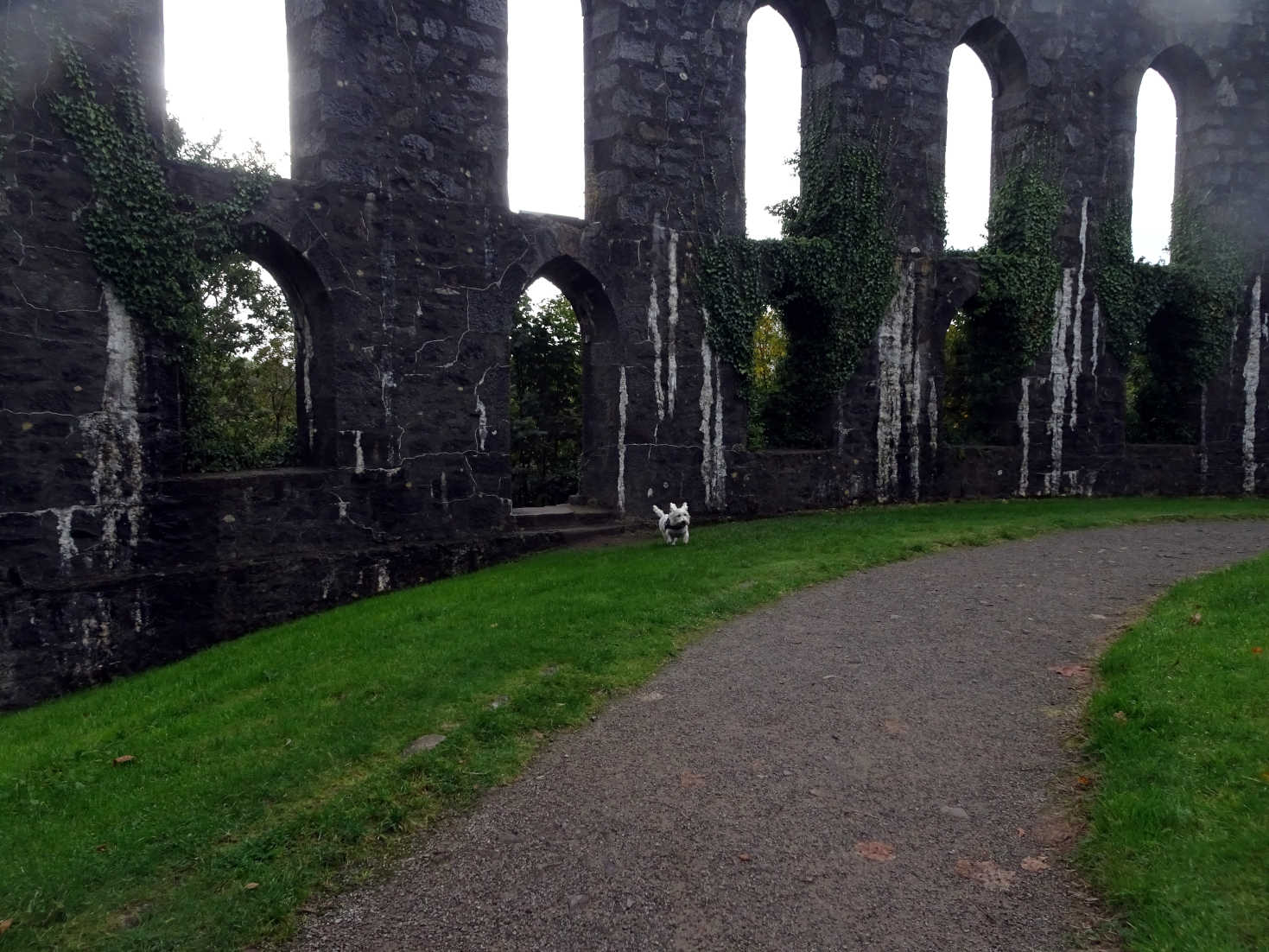 poppy the westie explores McCaigs Folly