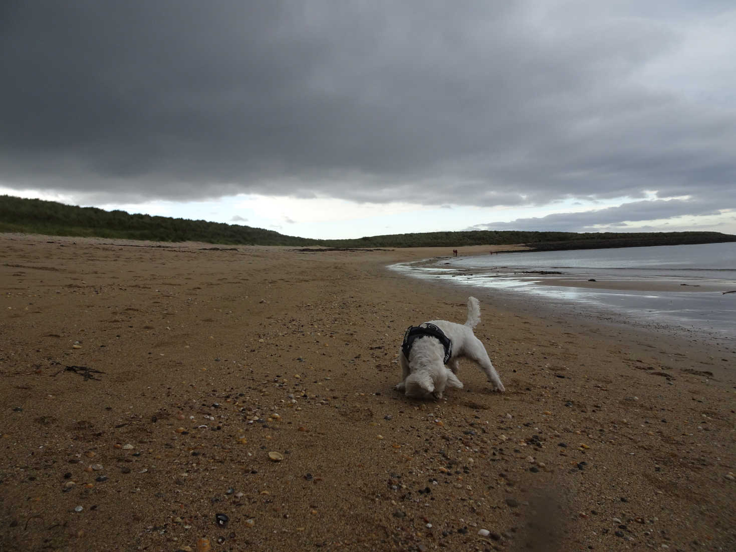 poppy the westie has sand in her eyes