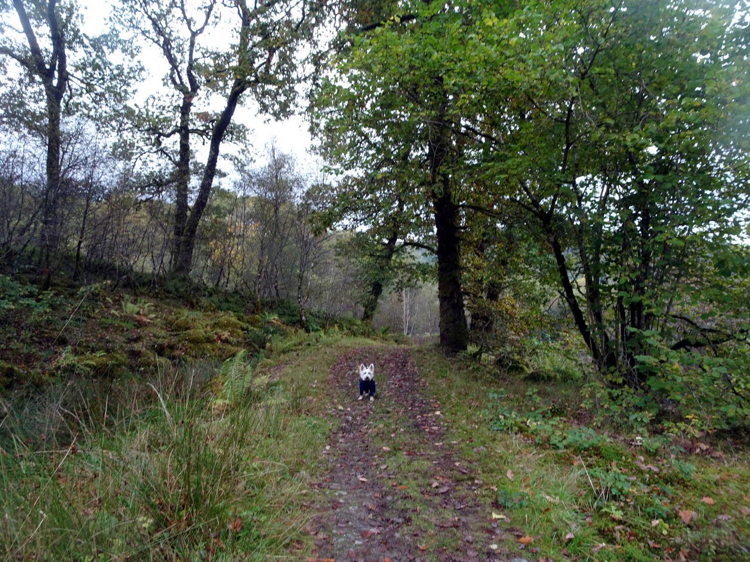 poppy the westie heading for home in Barnaline Oakwoods