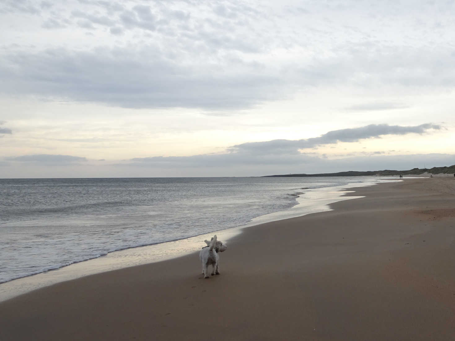 poppy the westie heading for newton by the sea