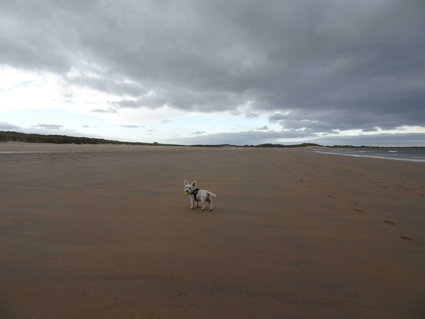 poppy the westie heads home to beadnell bay