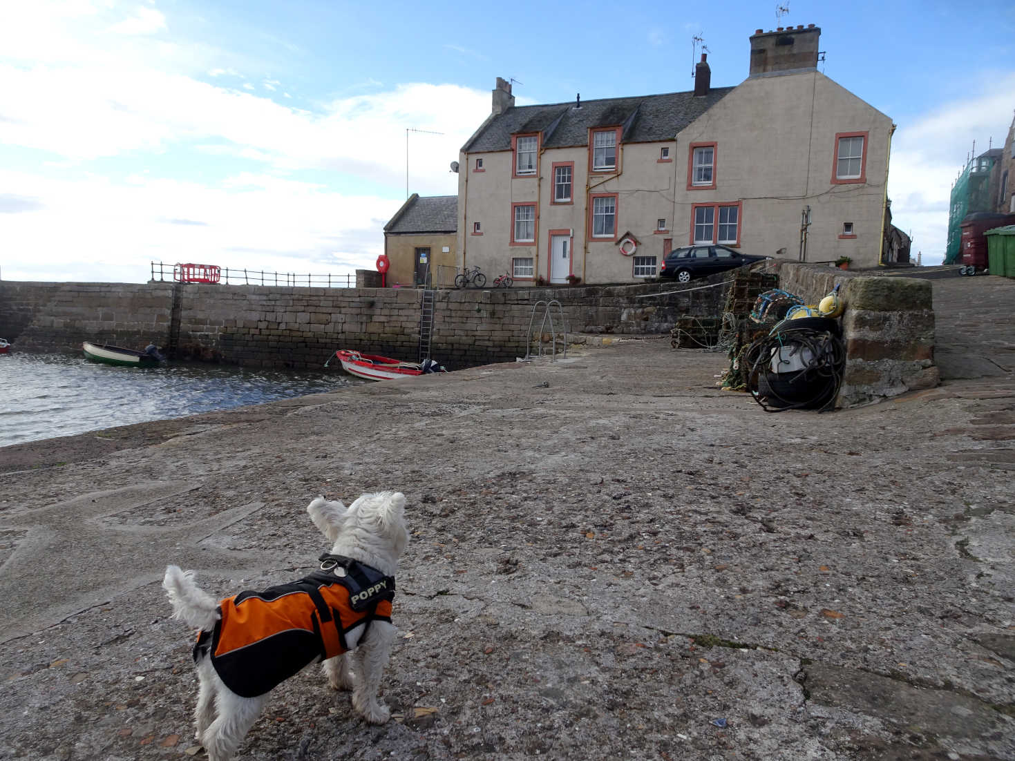 poppy the westie investigates the harbour cellardyke