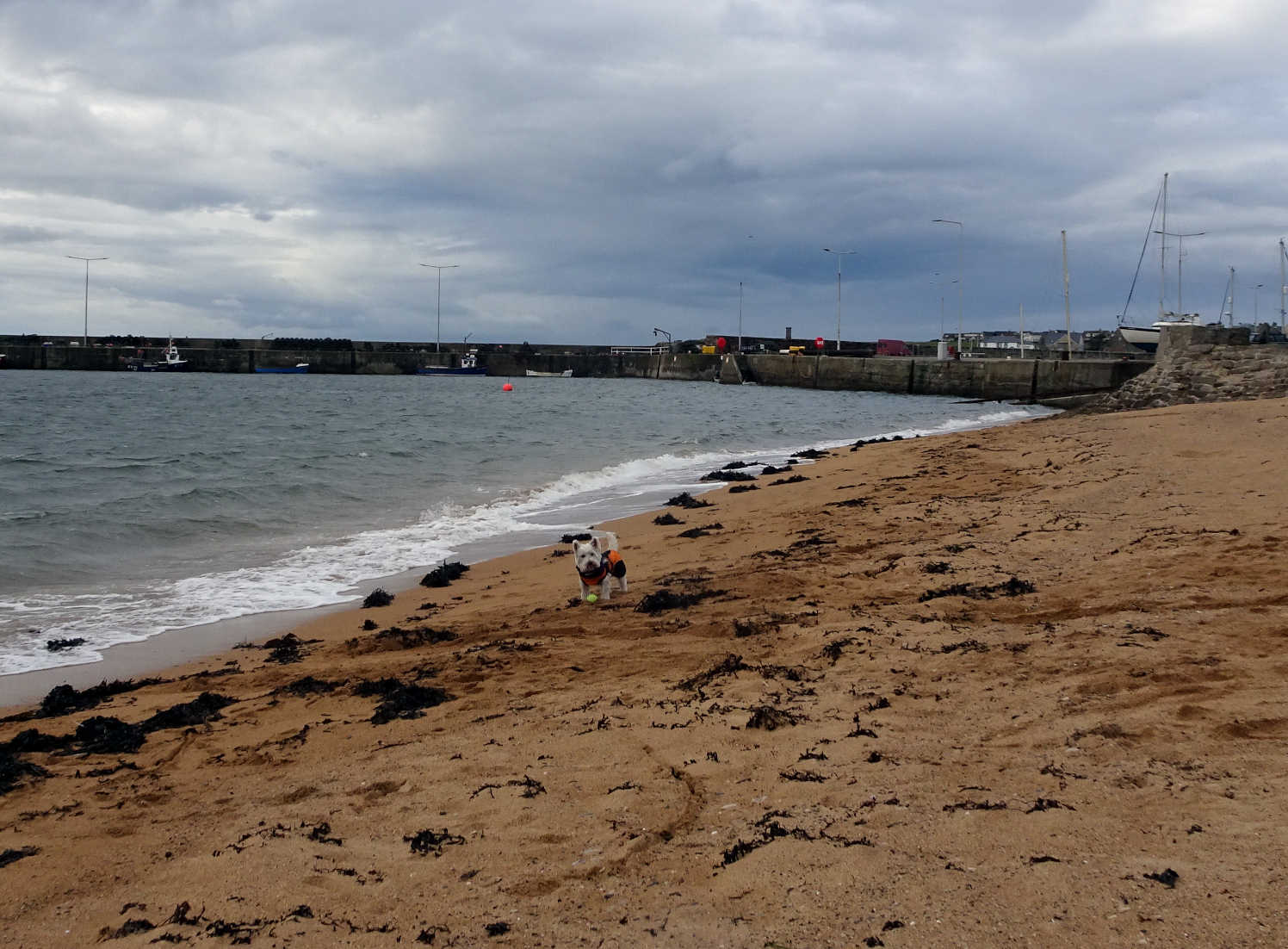 poppy the westie on anstruther beach in sept