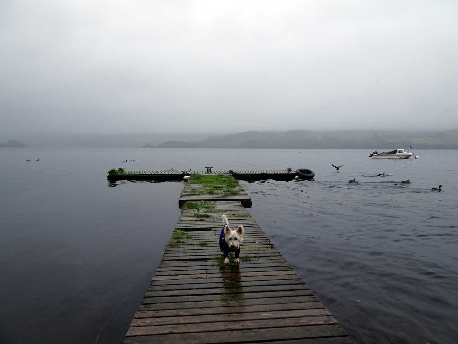 poppy the westie on main pier at dalavich