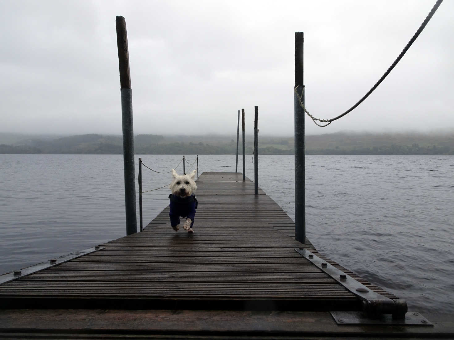 poppy the westie on private pier in dalavich