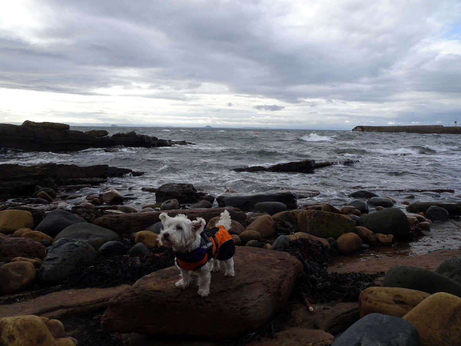 poppy the westie on rocks cellardyke