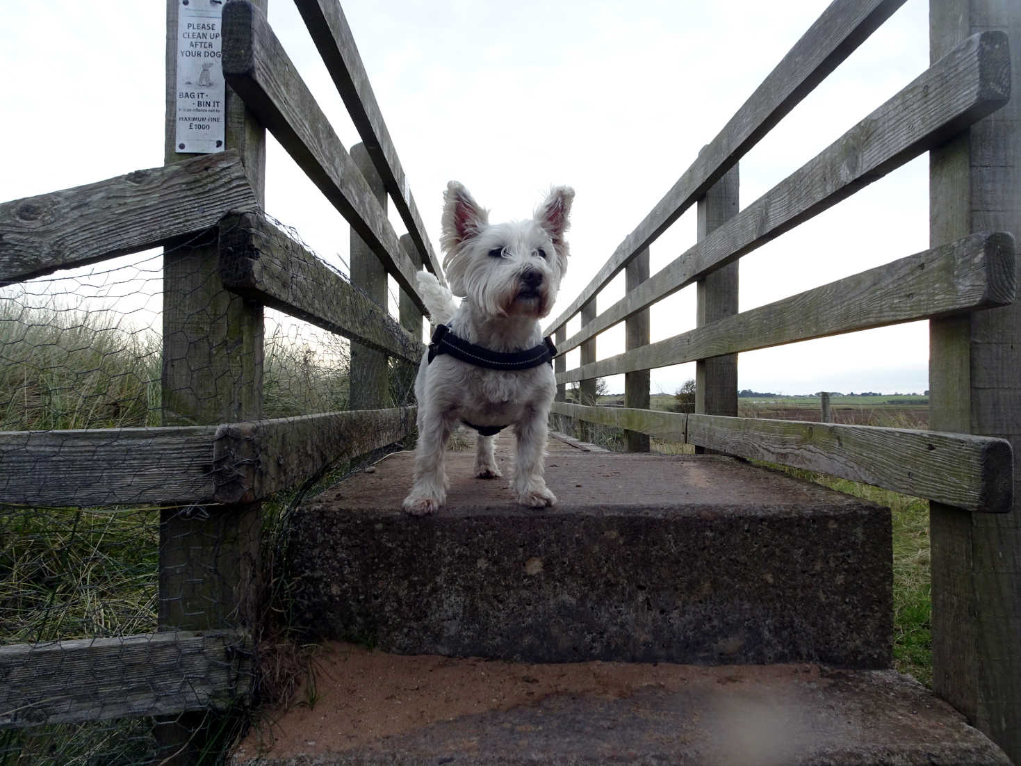 poppy the westie on the long nanny bridge