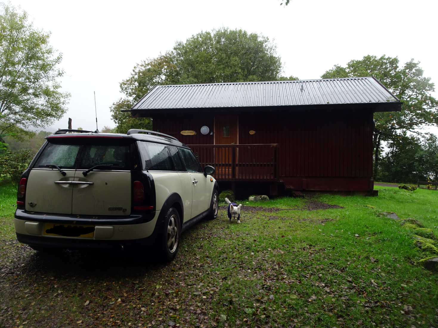 poppy the westie outside hut at dalavich