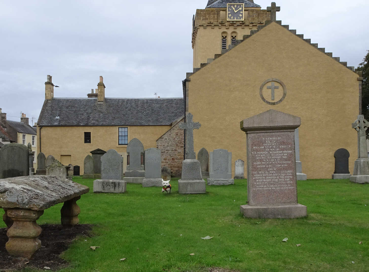 poppy the westie playing ball in wester graveyard