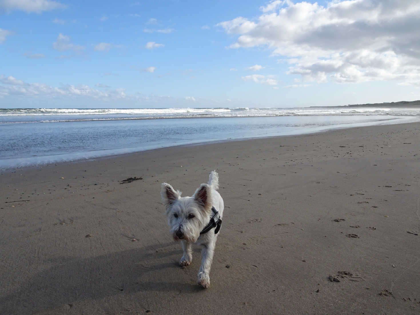 poppy the westie playing on beach from seahouses