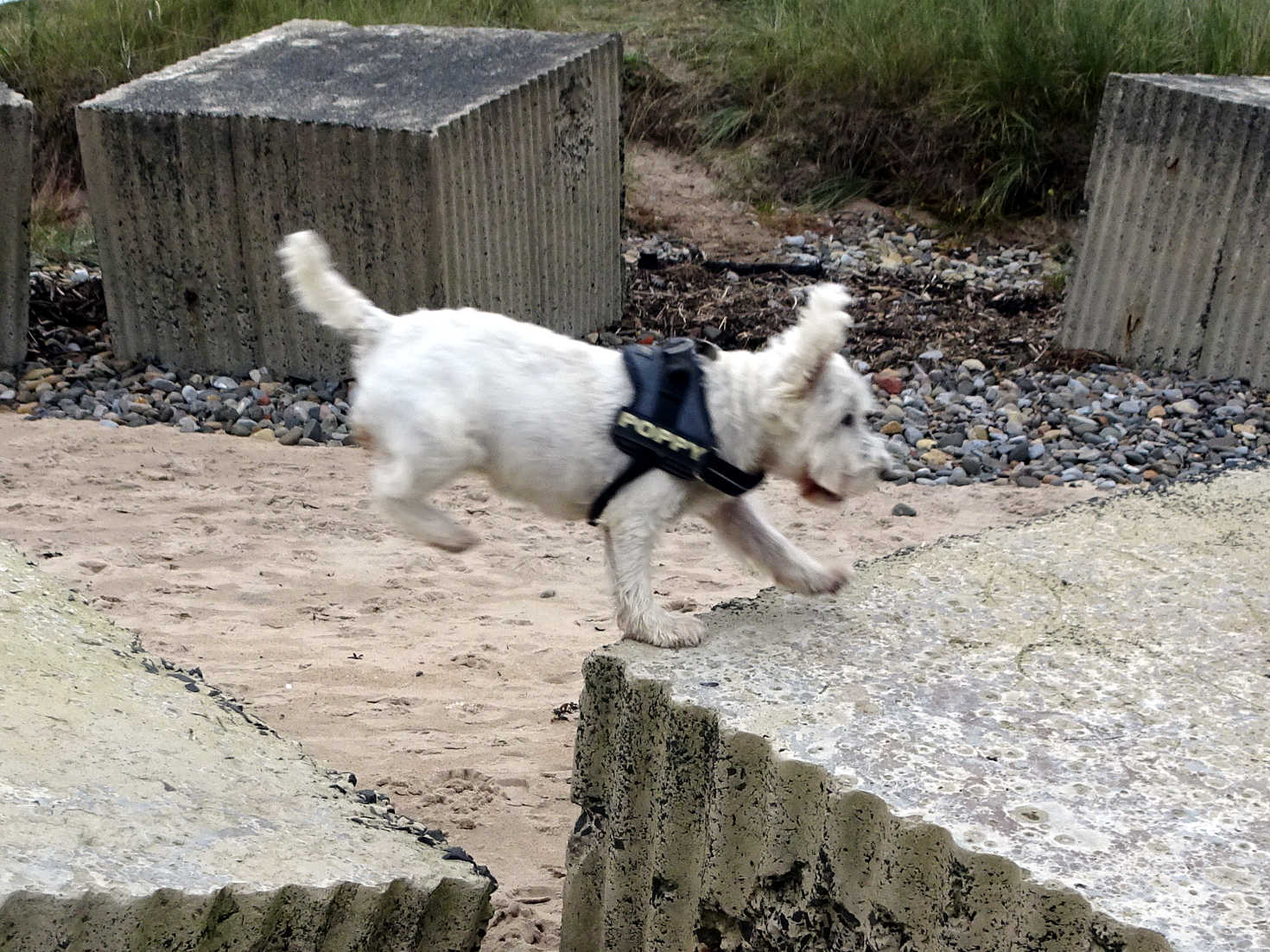poppy the westie playing on blocks at alnmouth