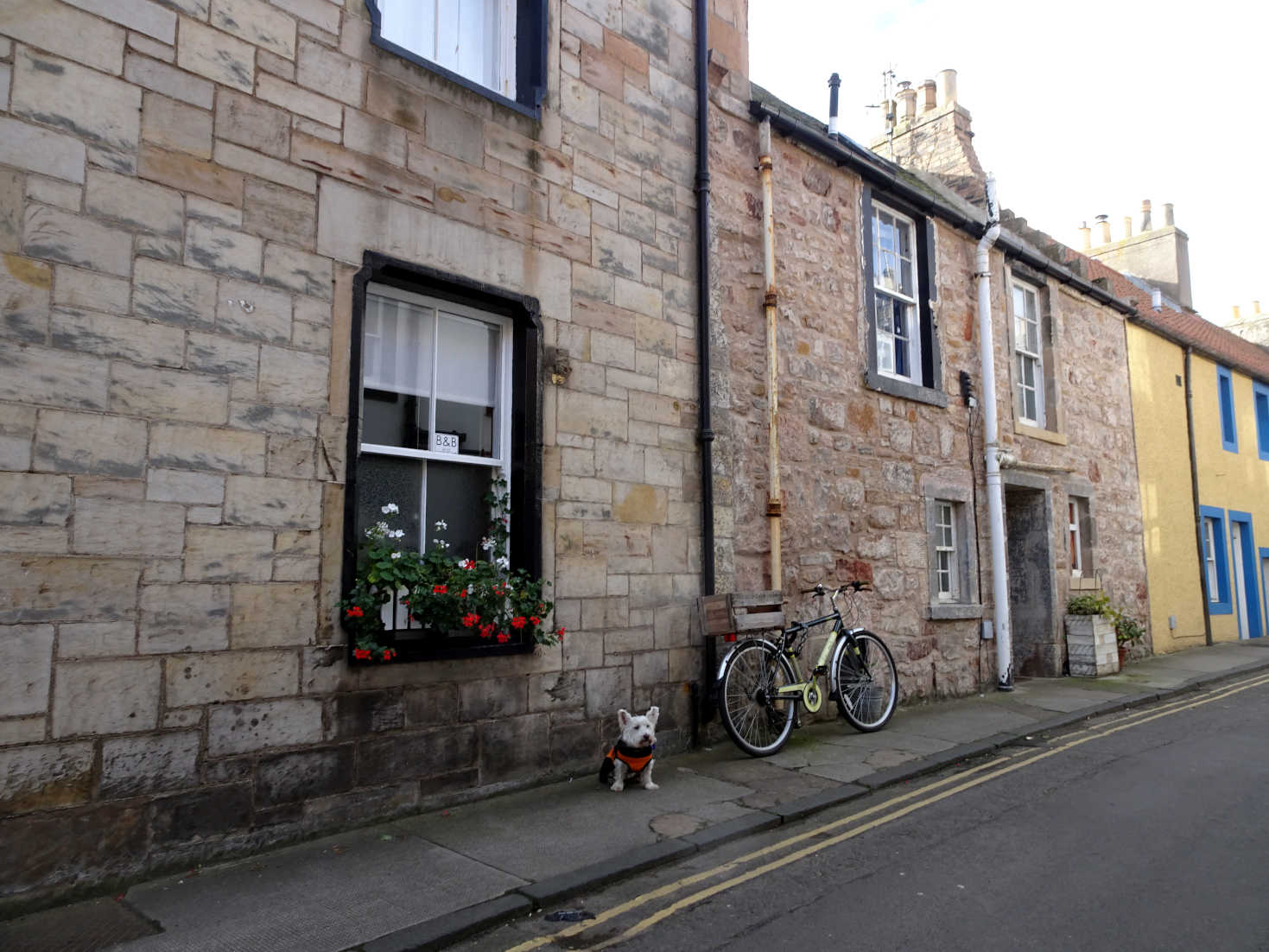 poppy the westie posing beside bike cellardyke