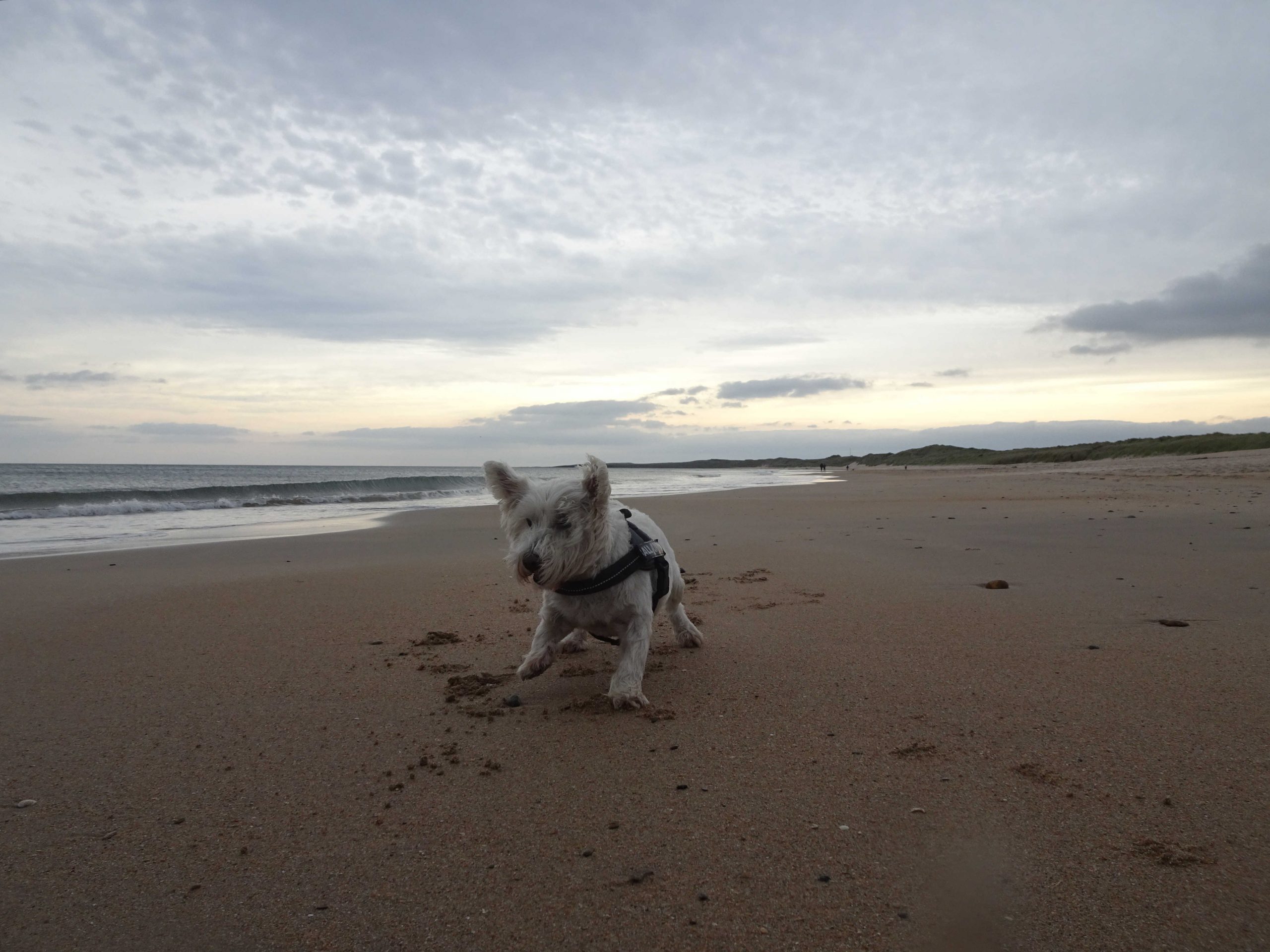 poppy the westie ready for ball at beadnell bay