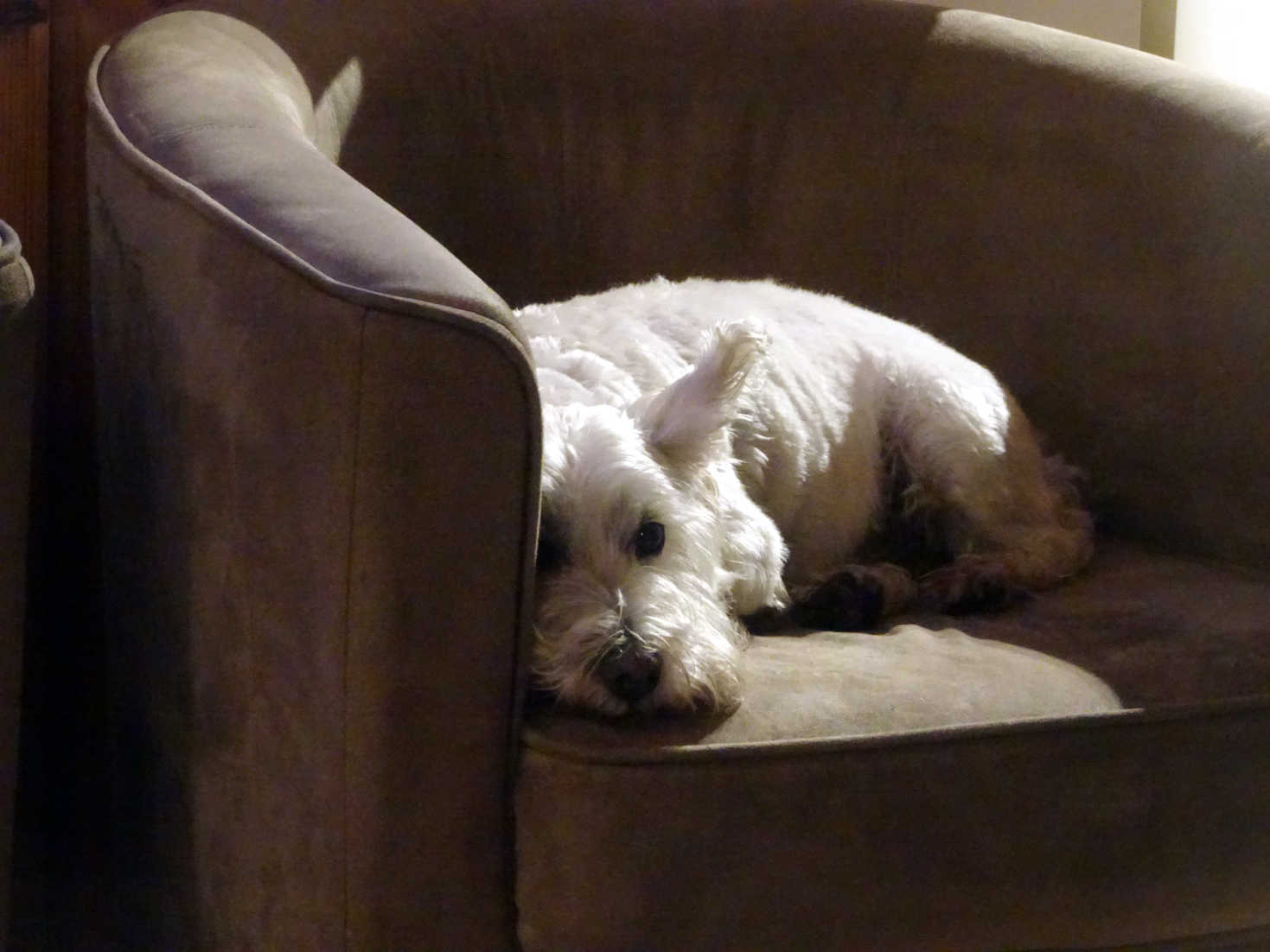 poppy the westie rests in the hut