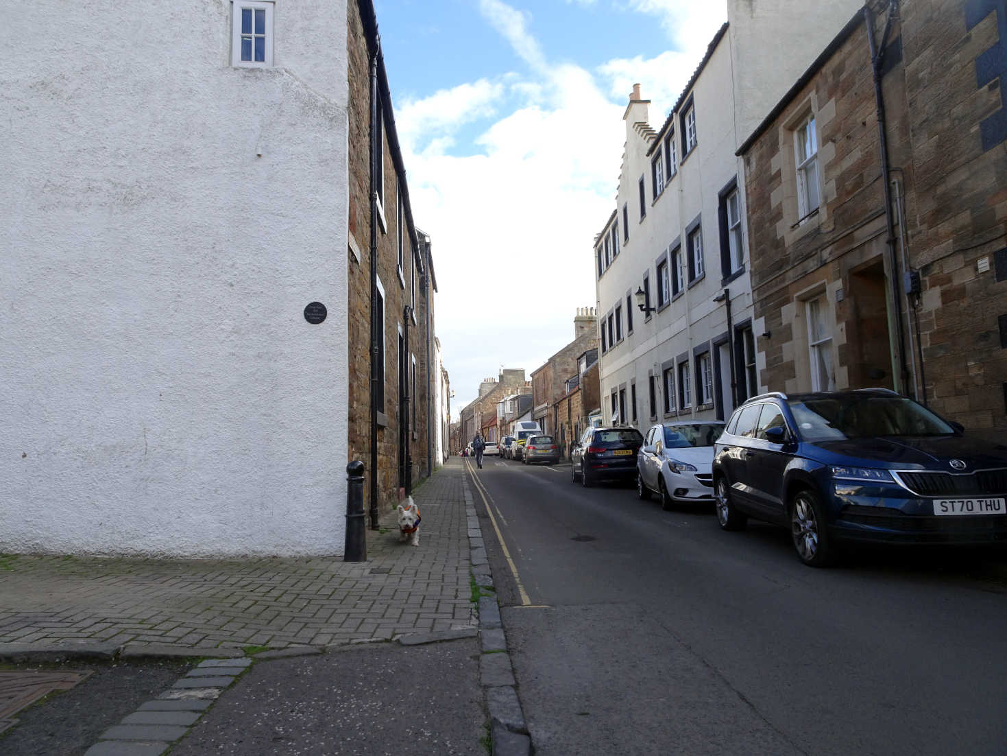 poppy the westie walkin george st cellardyke