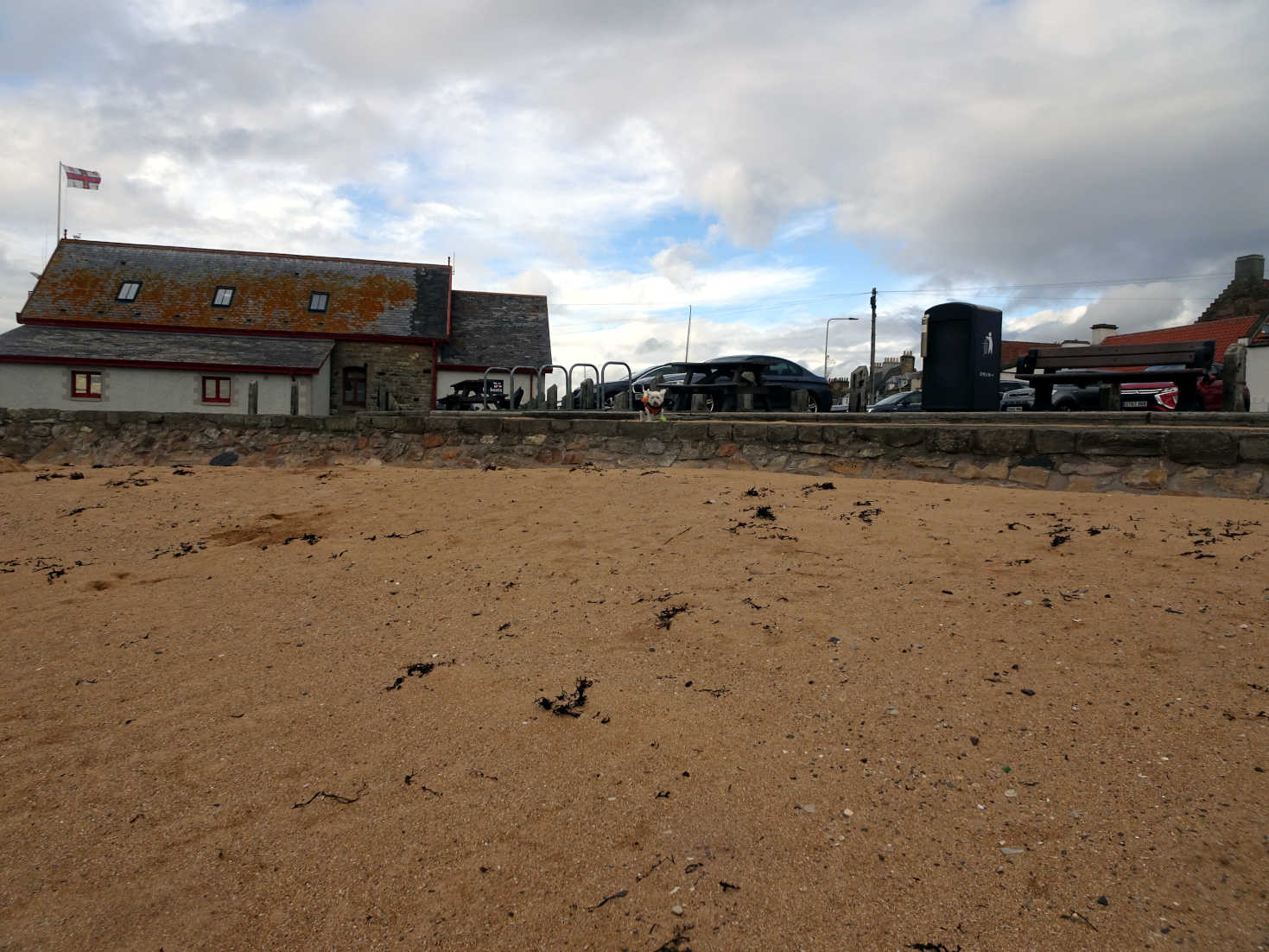 poppy the westie wants to leave the beach anstruther