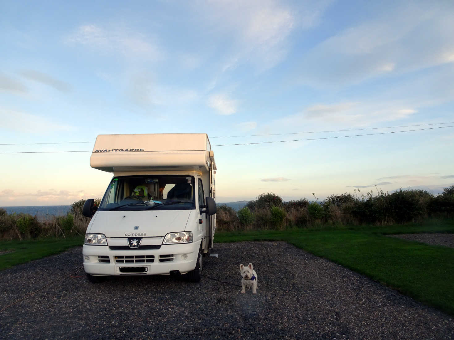 poppy the westy and betsy at anstruther