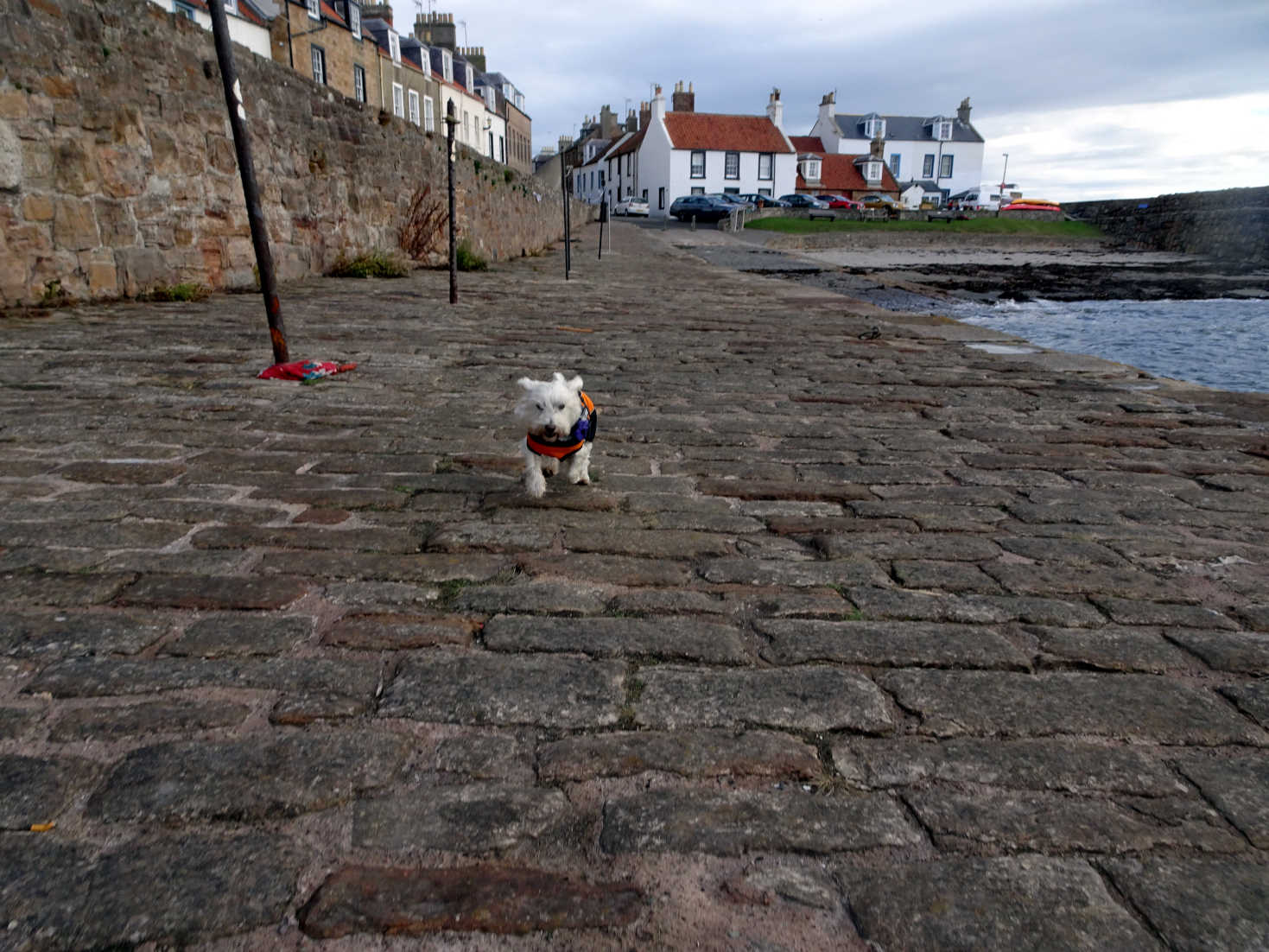 poppy the westy on the shore cellardyke