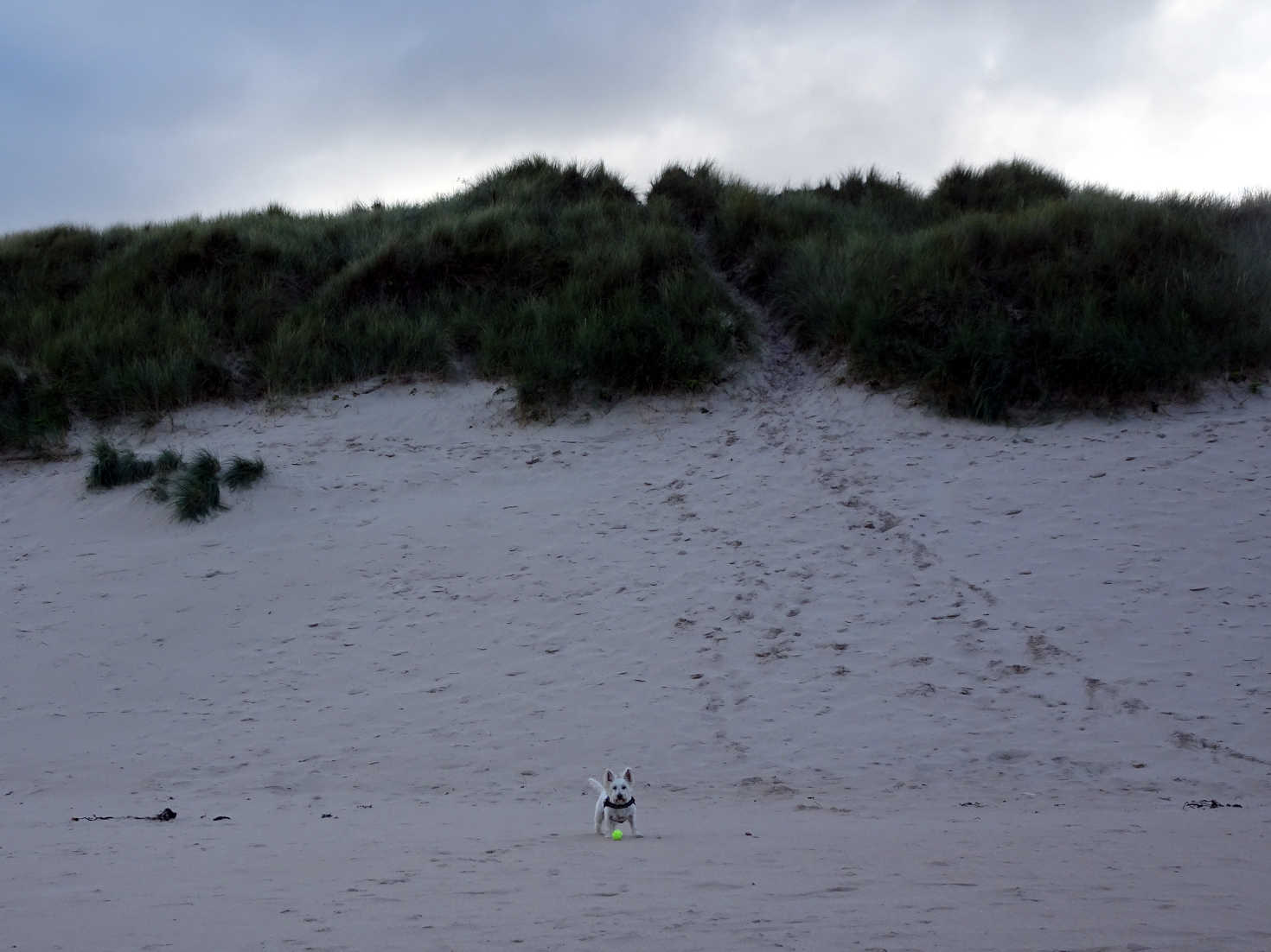 poppysocks and the beadnell dunes