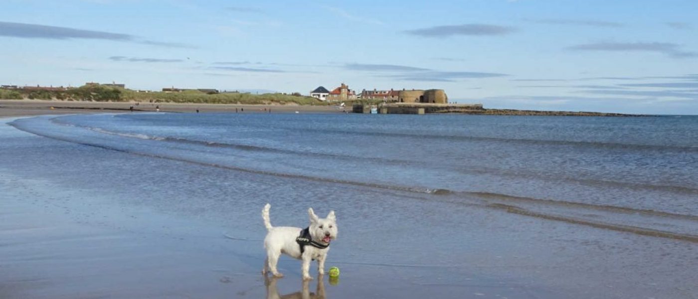 Poppy goes back to Beadnell