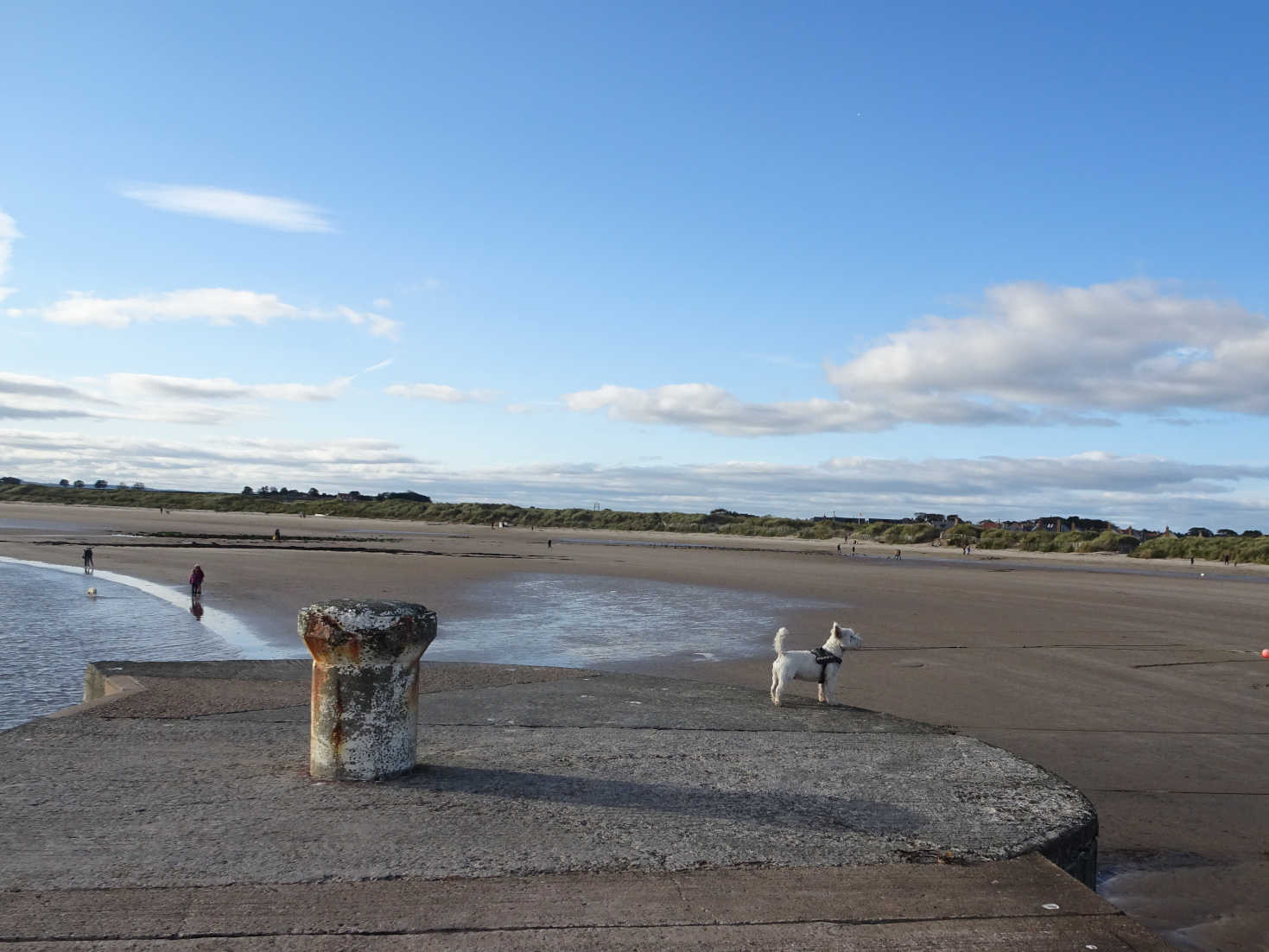 poppysocks gazing from beadnell pier