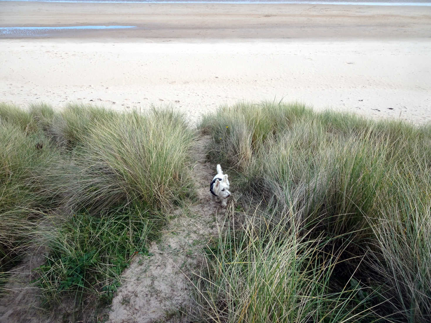 poppysocks going to beach at beadnel