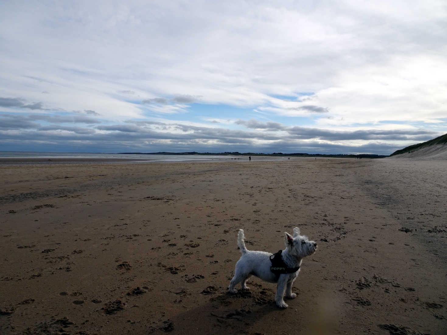 poppysocks on Beadnel bay southsands