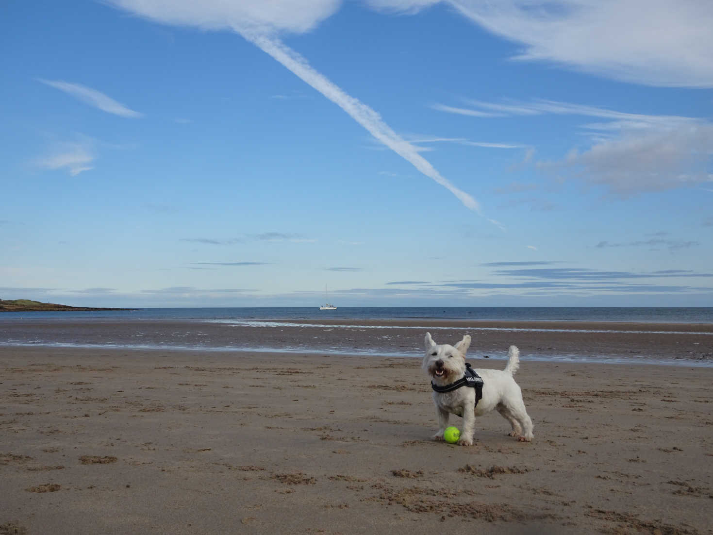 poppysocks playing ball on beadnell bay