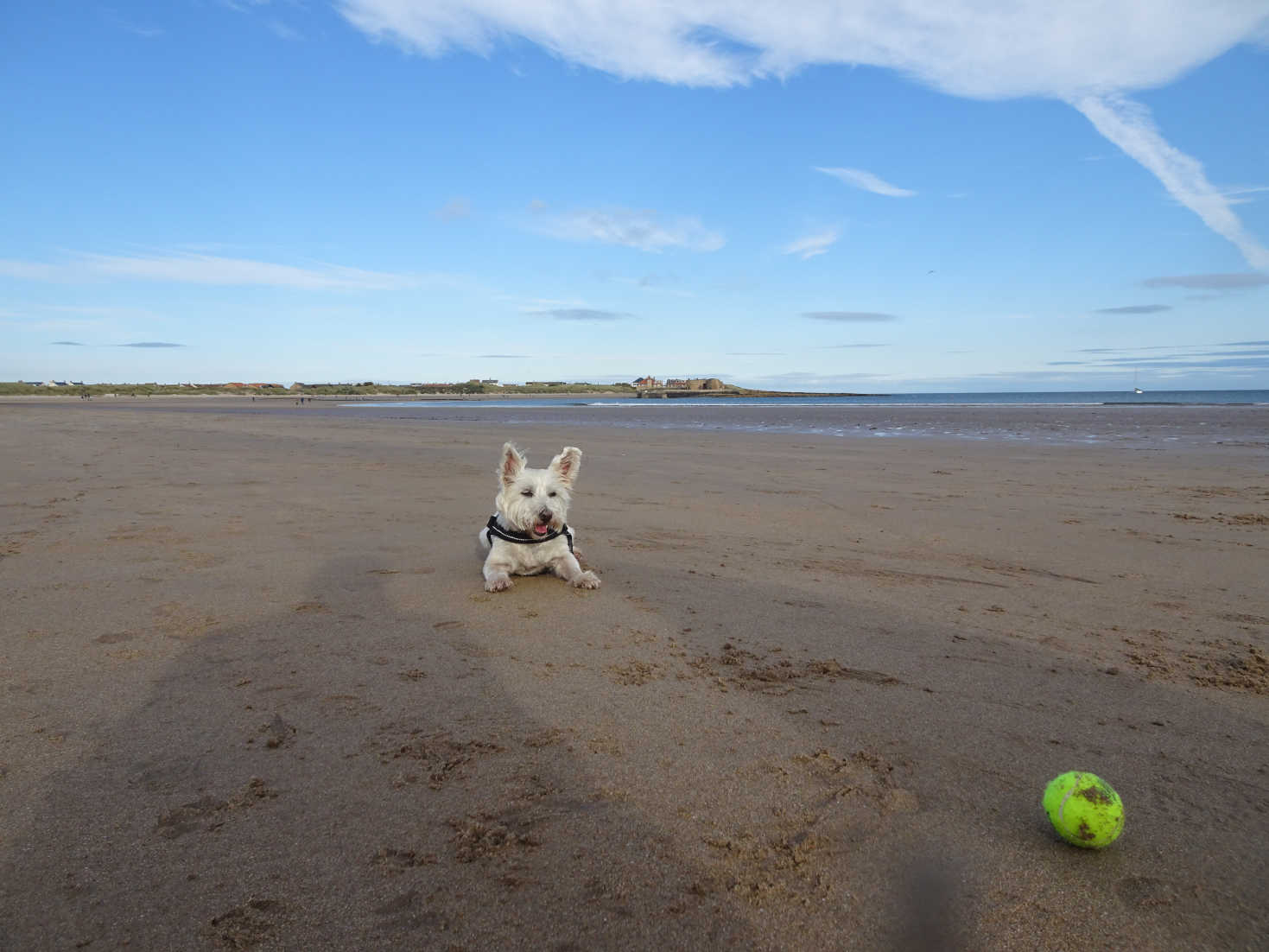 poppysocks waiting for ball beadnell bay