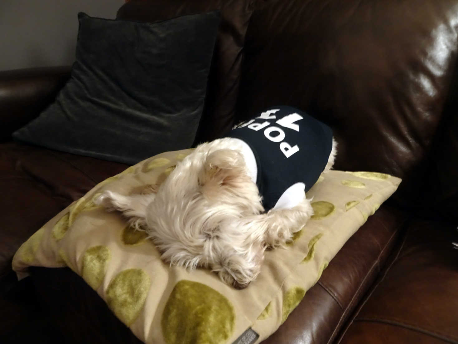 poppy the westie after denmark game