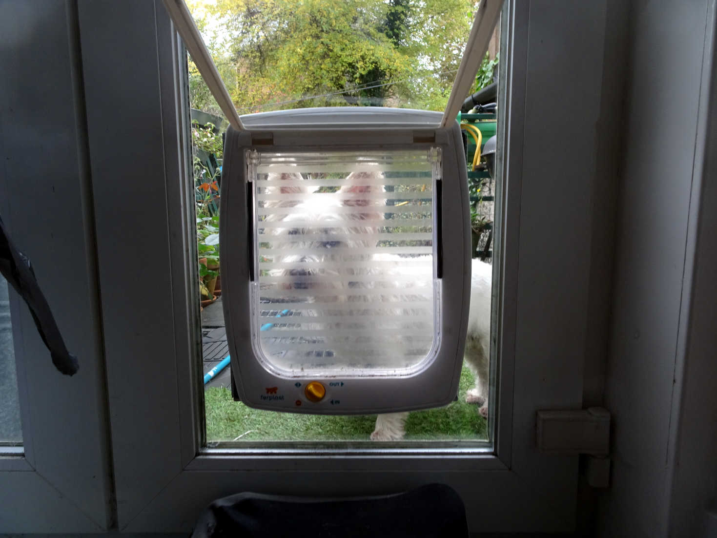 poppy the westie after garden squirrle chase