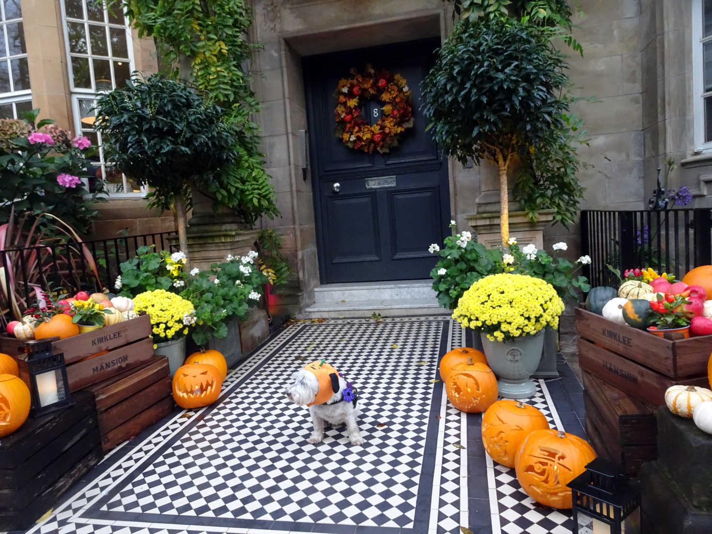 poppy the westie at kirklee mansions