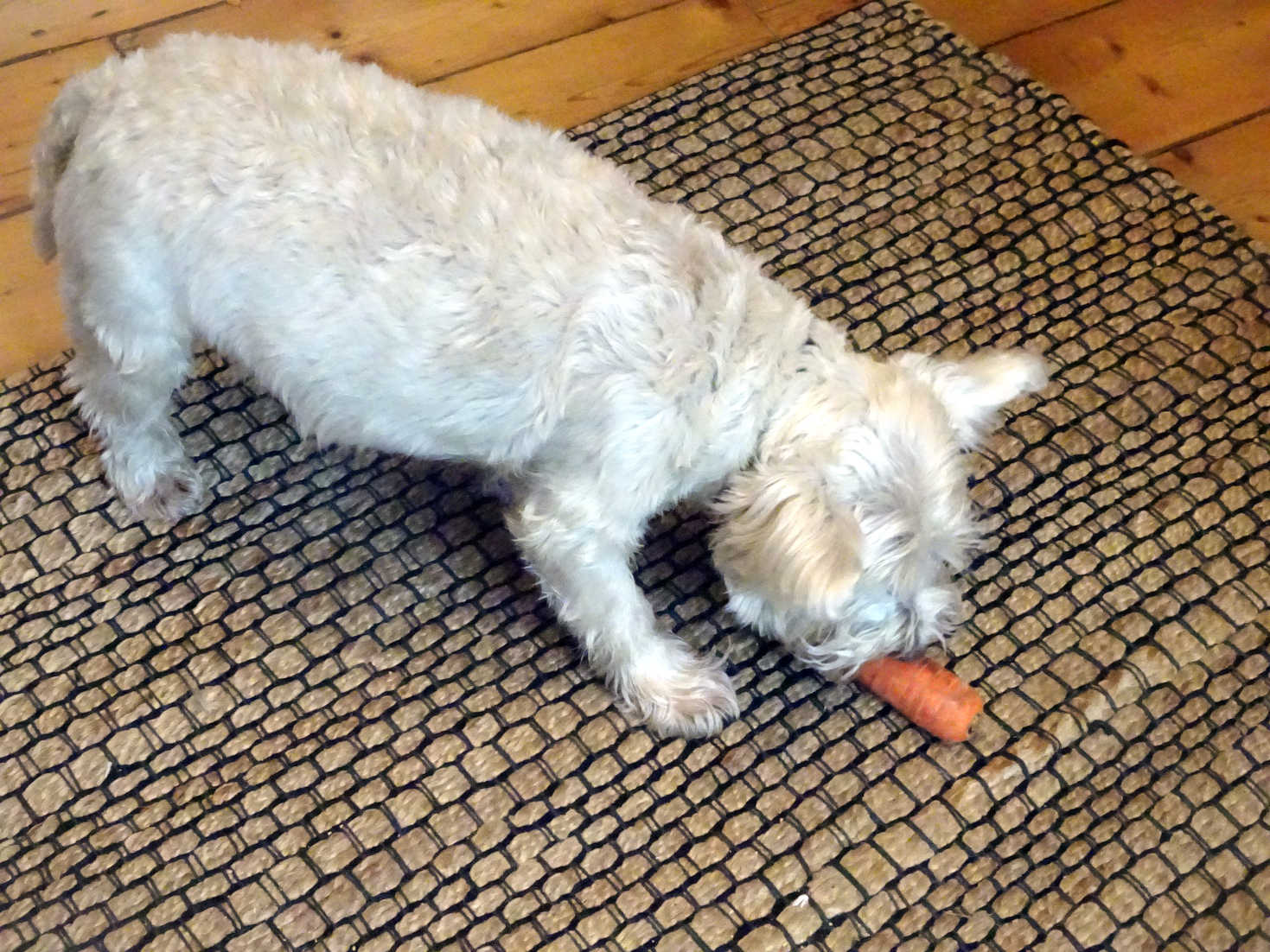 poppy the westie bags a loose carrot