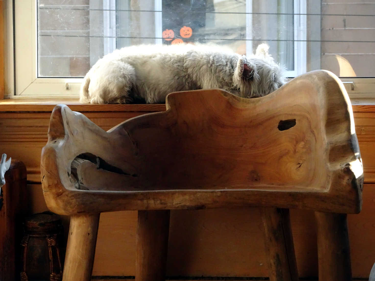 poppy the westie chilling in autumn sun