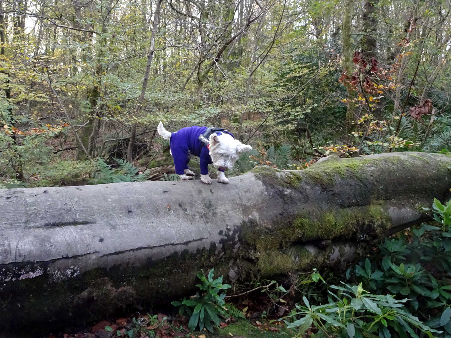 poppy the westie climbs a log