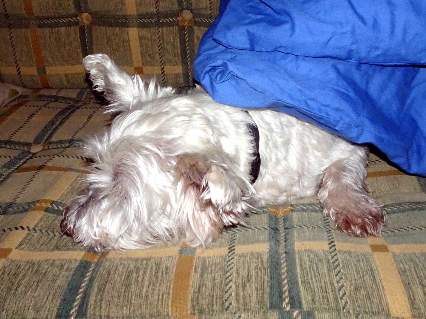 poppy the westie gets some peace on babg bang night