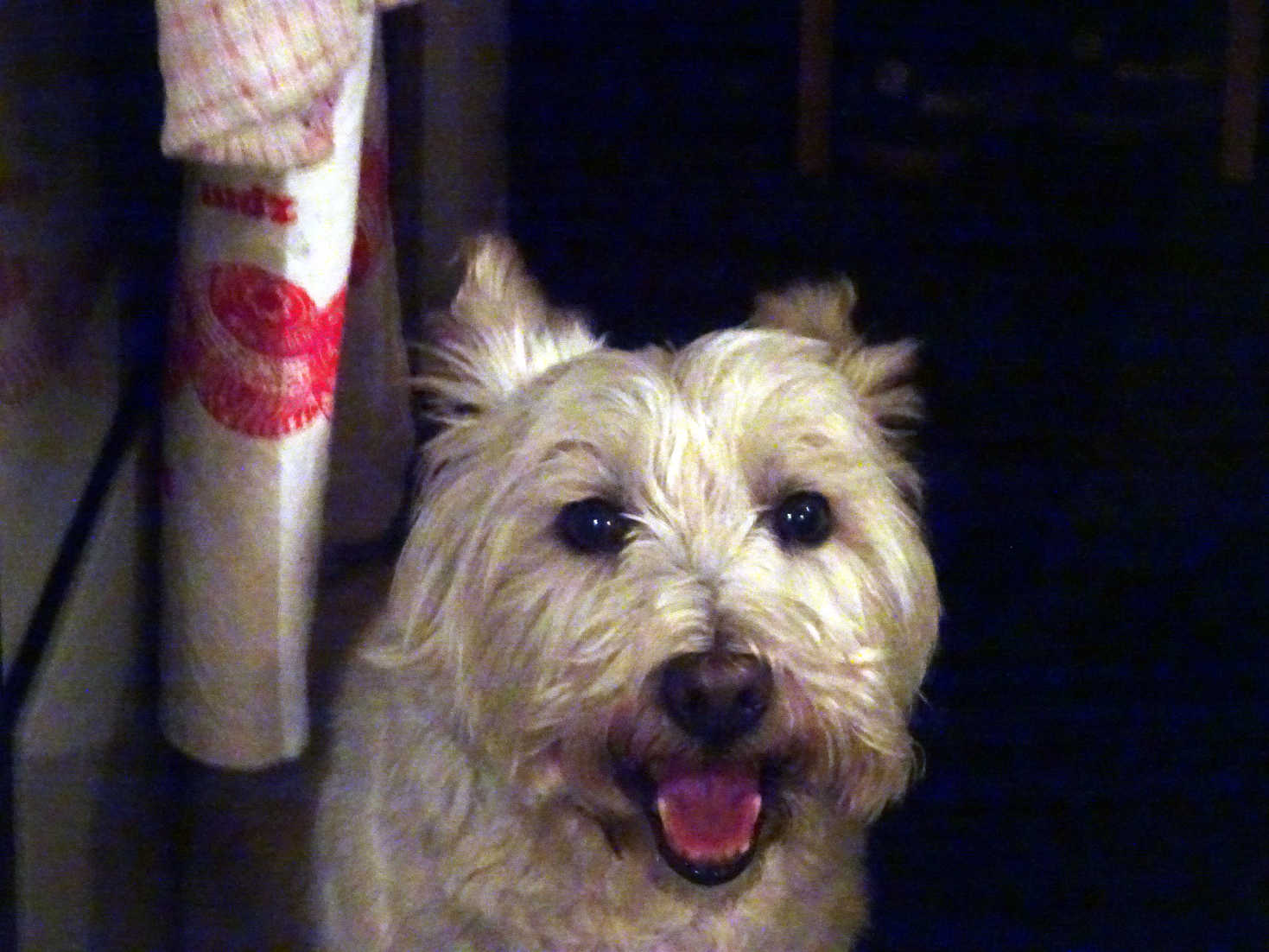 poppy the westie hyperventilating