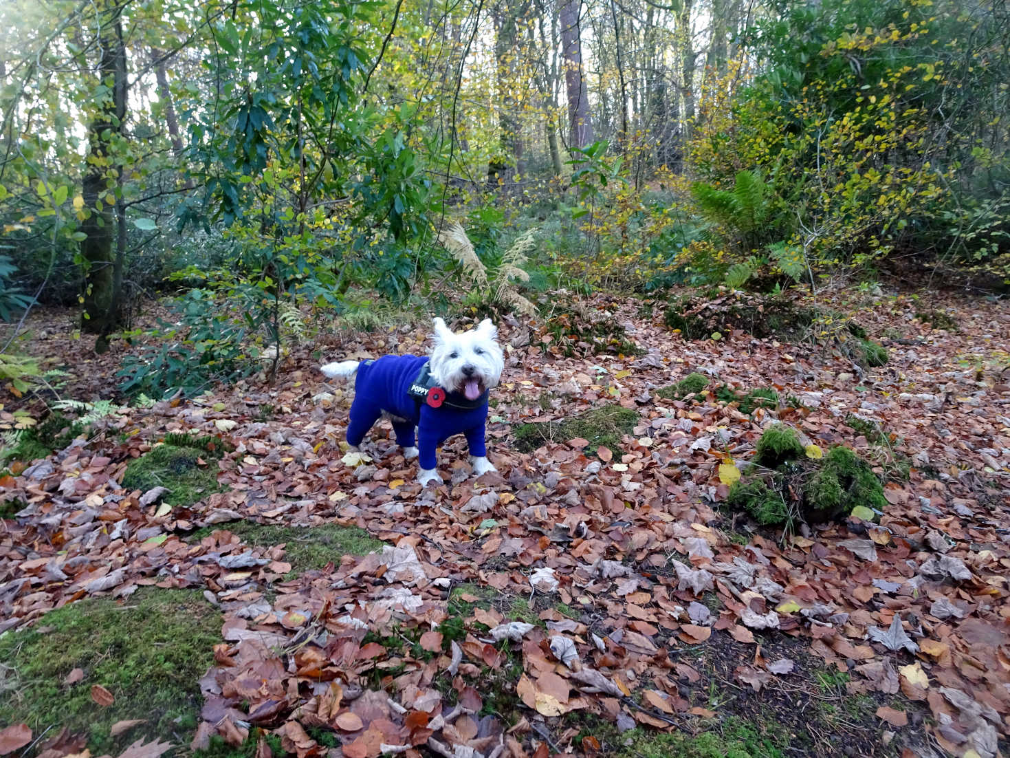 poppy the westie in woods at pollock park