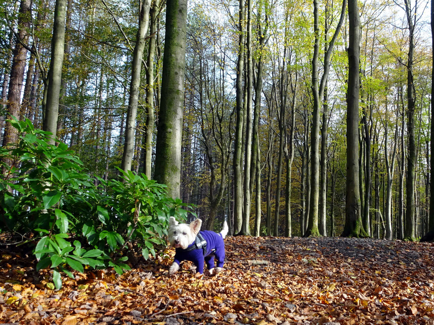 poppysocks explores the woods in pollock park in autumn