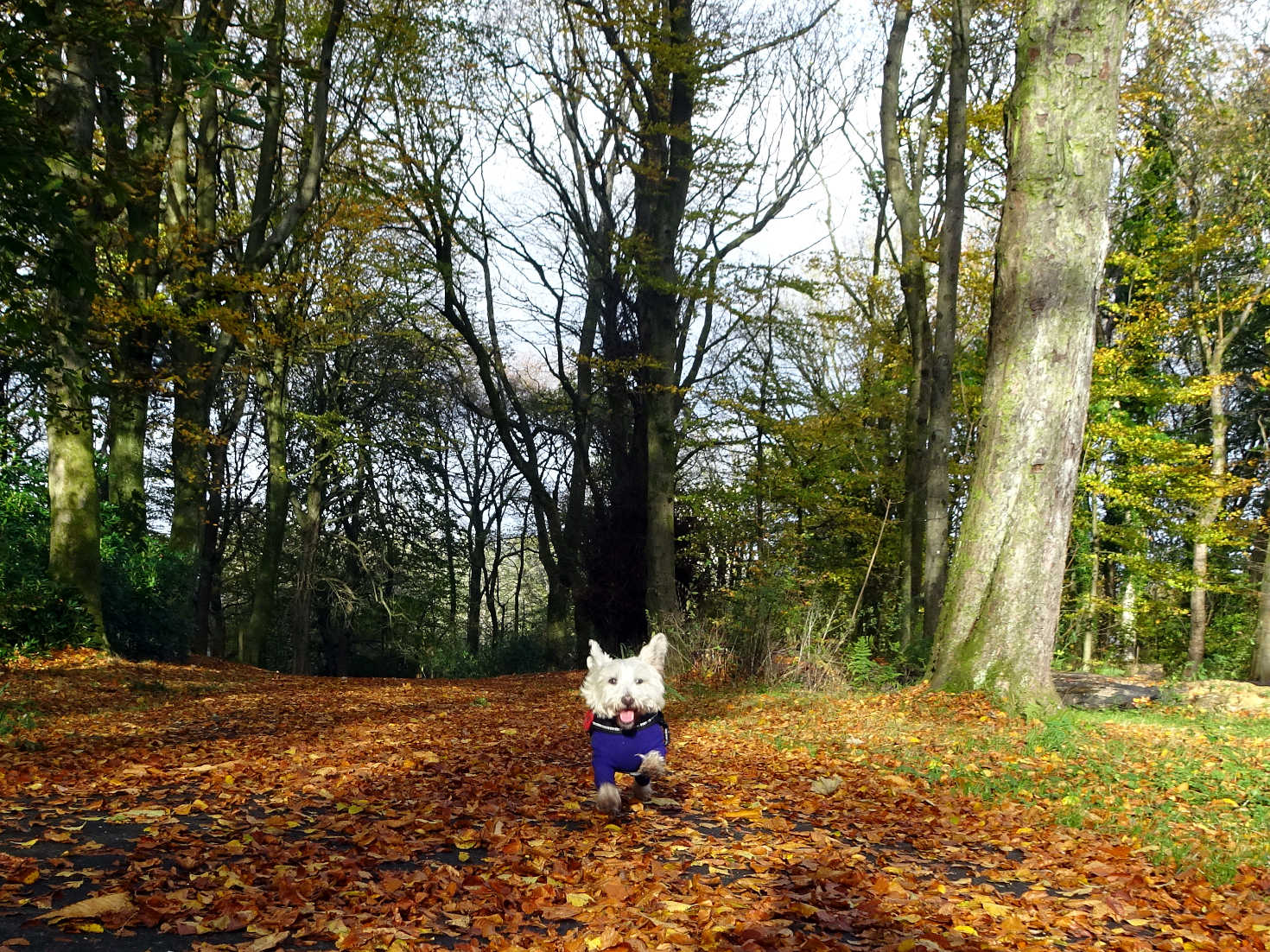poppysocks playing in the autumn leaves