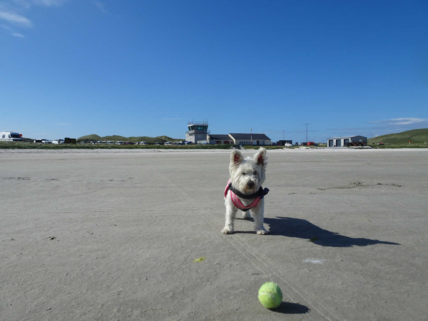 Poppy the westie on Barra Airport runway