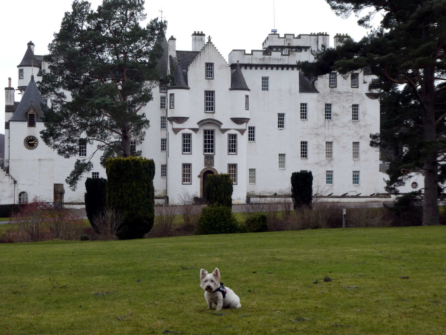 poppy the westie and blair atholl castle