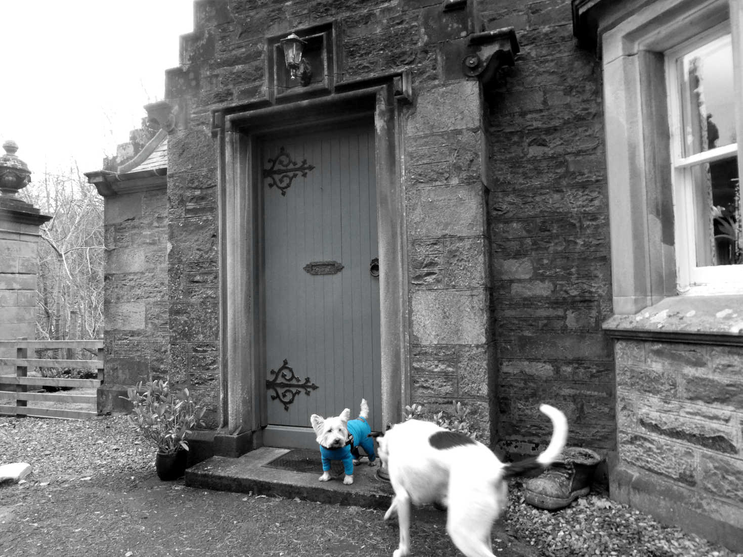 poppy the westie and photobomber